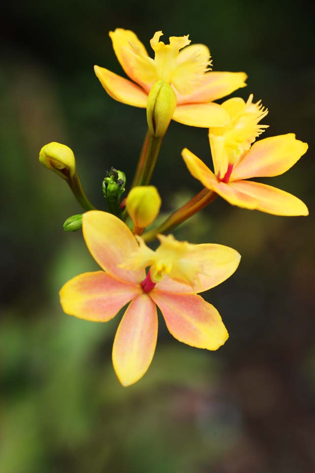 Foto, materieel, vrij, landschap, schilderstuk, bevoorraden foto,Een gele orchidee, Een orchidee, , , Ik ben luxueus