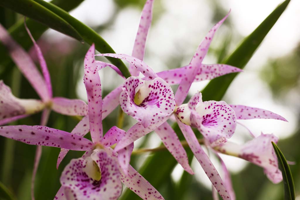 fotografia, materiale, libero il panorama, dipinga, fotografia di scorta,Un'orchidea colore rosa, Un'orchidea, , , Io sono lussuoso