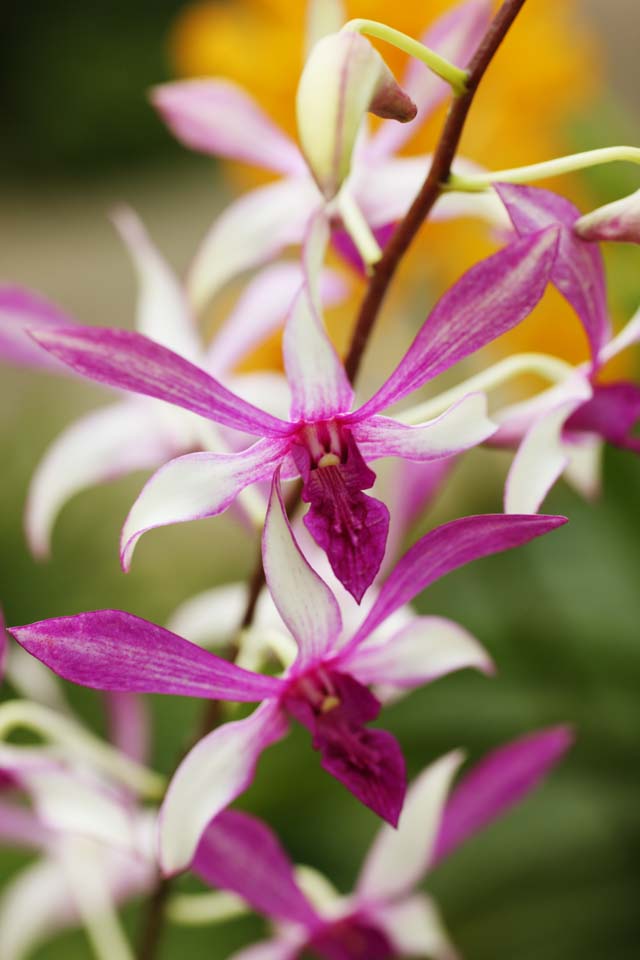 , , , , ,  ., orchid, orchid, , ,  