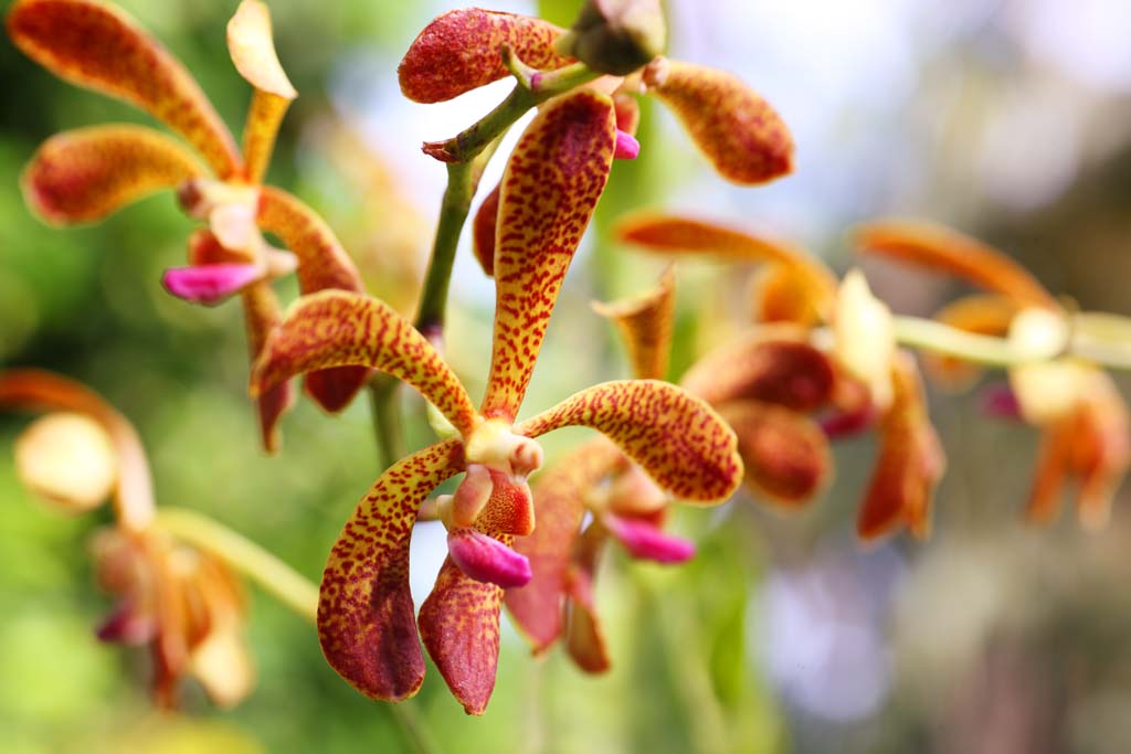 photo,material,free,landscape,picture,stock photo,Creative Commons,An orange orchid, An orchid, , , I am luxurious