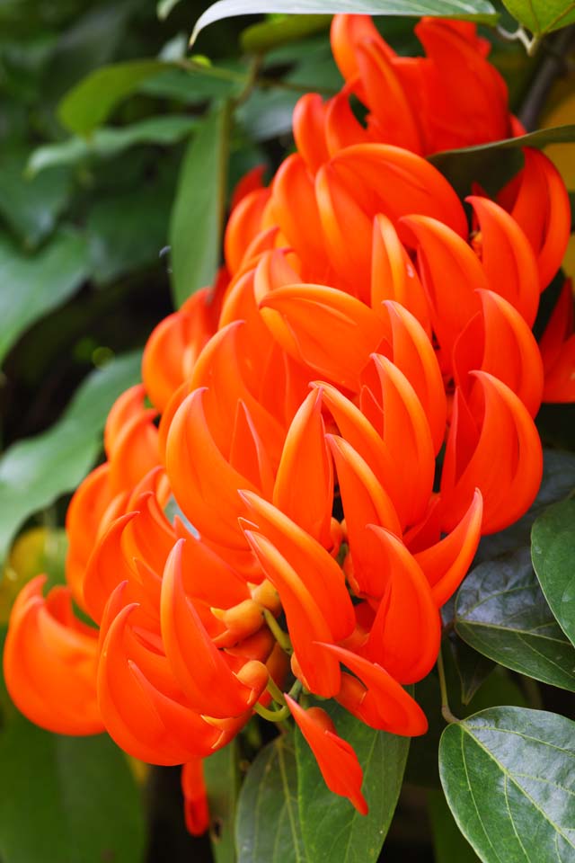 fotografia, materiale, libero il panorama, dipinga, fotografia di scorta,Un fiore rosso, Rosso, petalo, unghia, pianta tropicale