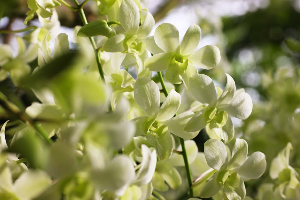 photo,material,free,landscape,picture,stock photo,Creative Commons,A green orchid, An orchid, , , I am luxurious