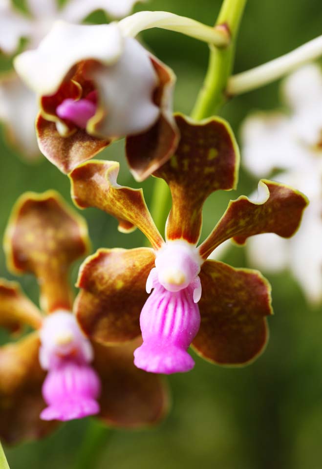 fotografia, materiale, libero il panorama, dipinga, fotografia di scorta,Un'orchidea marrone, Un'orchidea, , , Io sono lussuoso