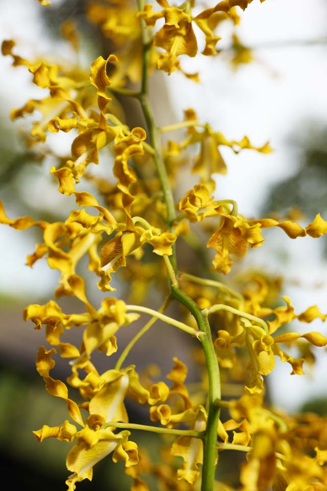 photo,material,free,landscape,picture,stock photo,Creative Commons,A yellow orchid, An orchid, , , I am luxurious