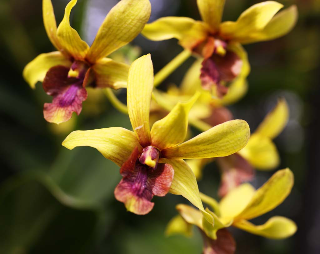 photo,material,free,landscape,picture,stock photo,Creative Commons,A yellow orchid, An orchid, , , I am luxurious