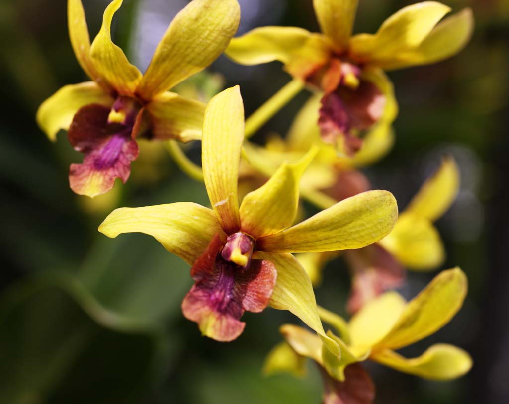 fotografia, materiale, libero il panorama, dipinga, fotografia di scorta,Un'orchidea gialla, Un'orchidea, , , Io sono lussuoso