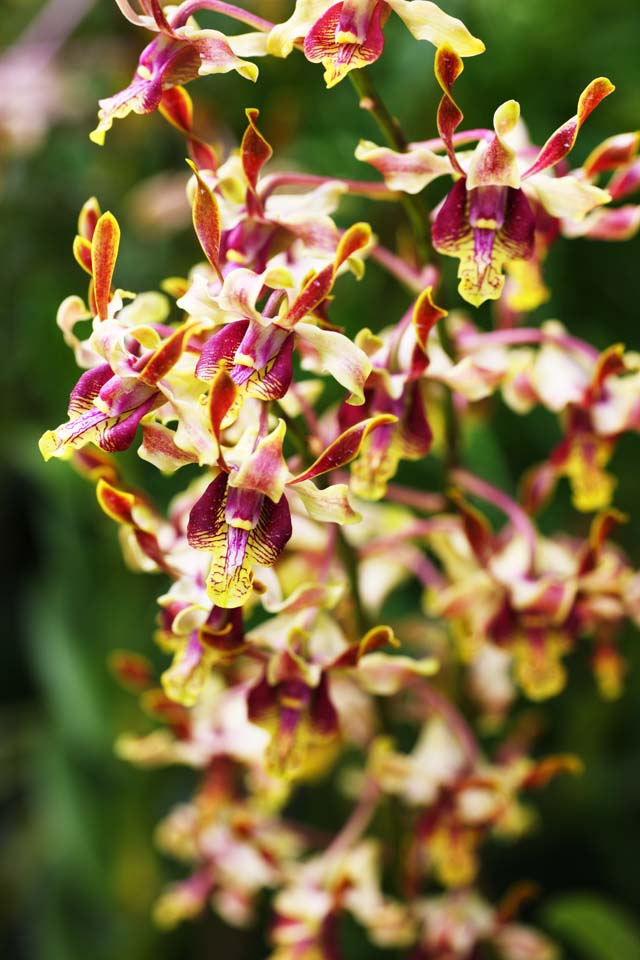 photo, la matire, libre, amnage, dcrivez, photo de la rserve,Une orchide jaune, Une orchide, , , Je suis luxueux