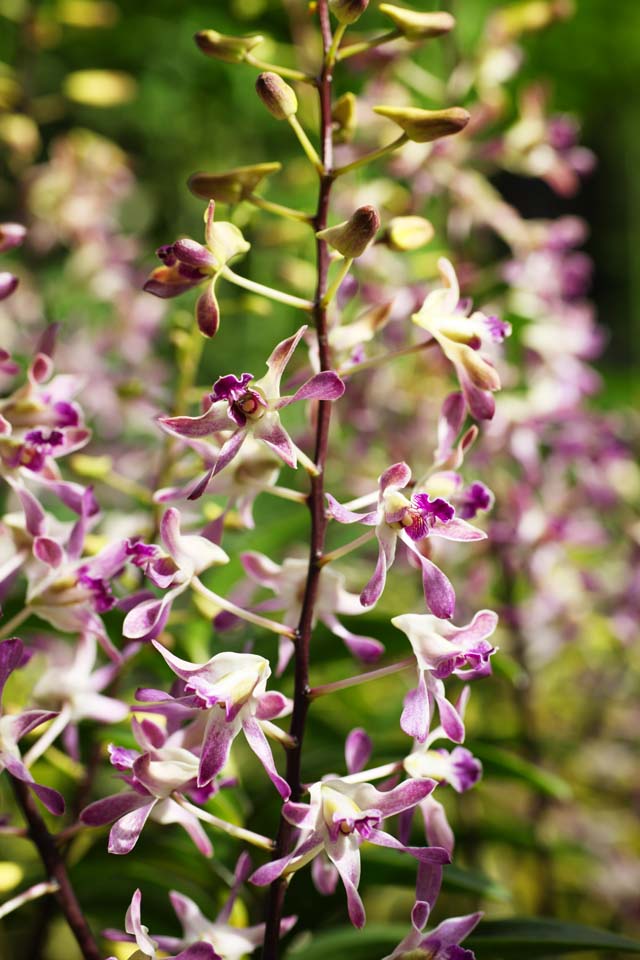 photo,material,free,landscape,picture,stock photo,Creative Commons,A purple orchid, An orchid, , , I am luxurious