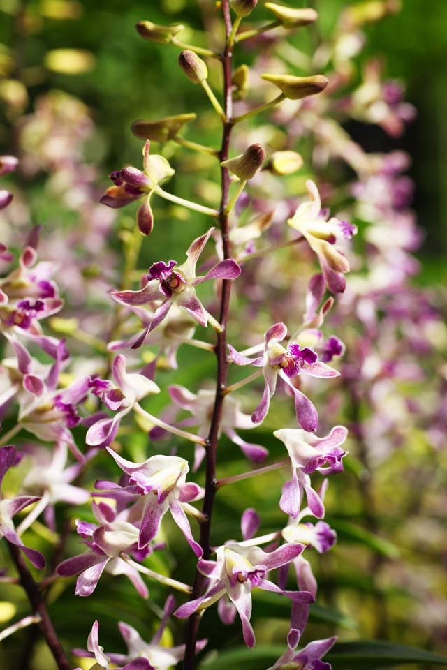 Foto, materieel, vrij, landschap, schilderstuk, bevoorraden foto,Een purpere orchidee, Een orchidee, , , Ik ben luxueus