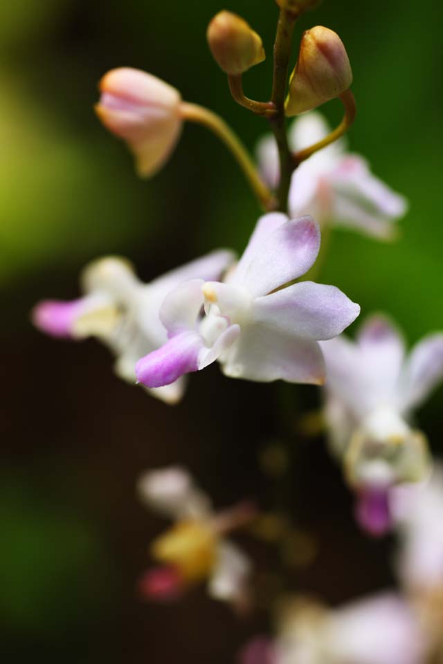 Foto, materiell, befreit, Landschaft, Bild, hat Foto auf Lager,Eine rosa Orchidee, Eine Orchidee, , , Ich bin luxuris