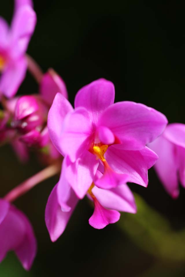 , , , , ,  ., orchid, orchid, , ,  