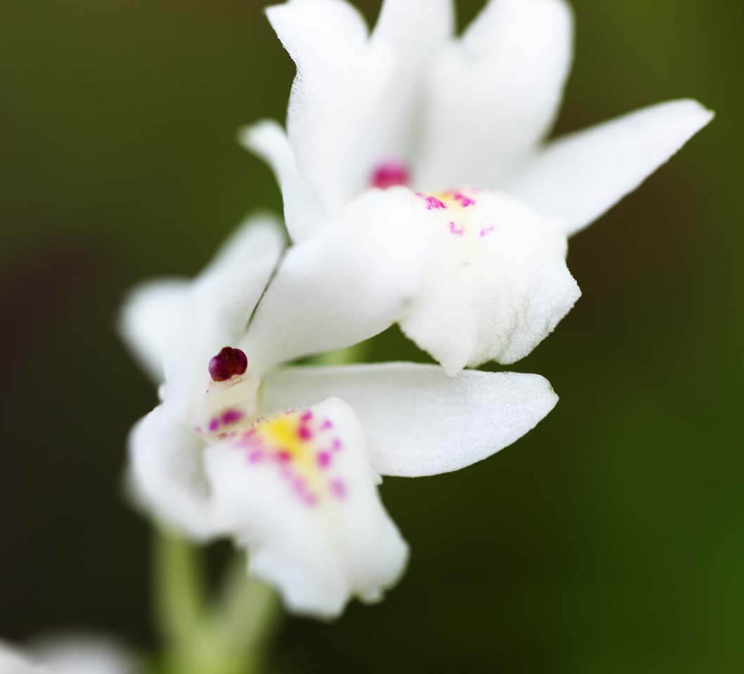 fotografia, materiale, libero il panorama, dipinga, fotografia di scorta,Un'orchidea colore rosa, Un'orchidea, , , Io sono lussuoso