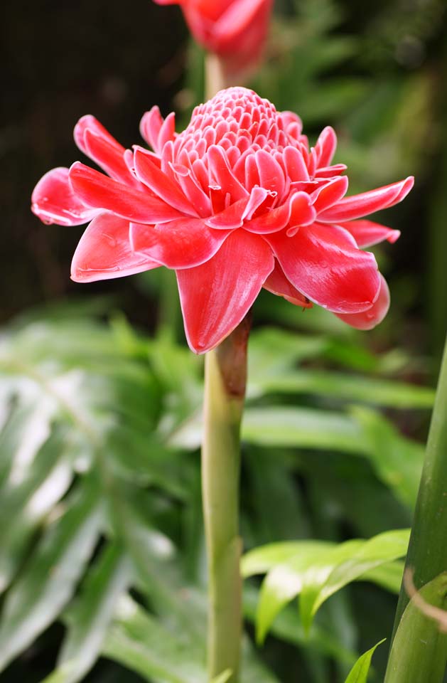 photo,material,free,landscape,picture,stock photo,Creative Commons,Blowtorch ginger, Ginger, torch, Red, It is easy