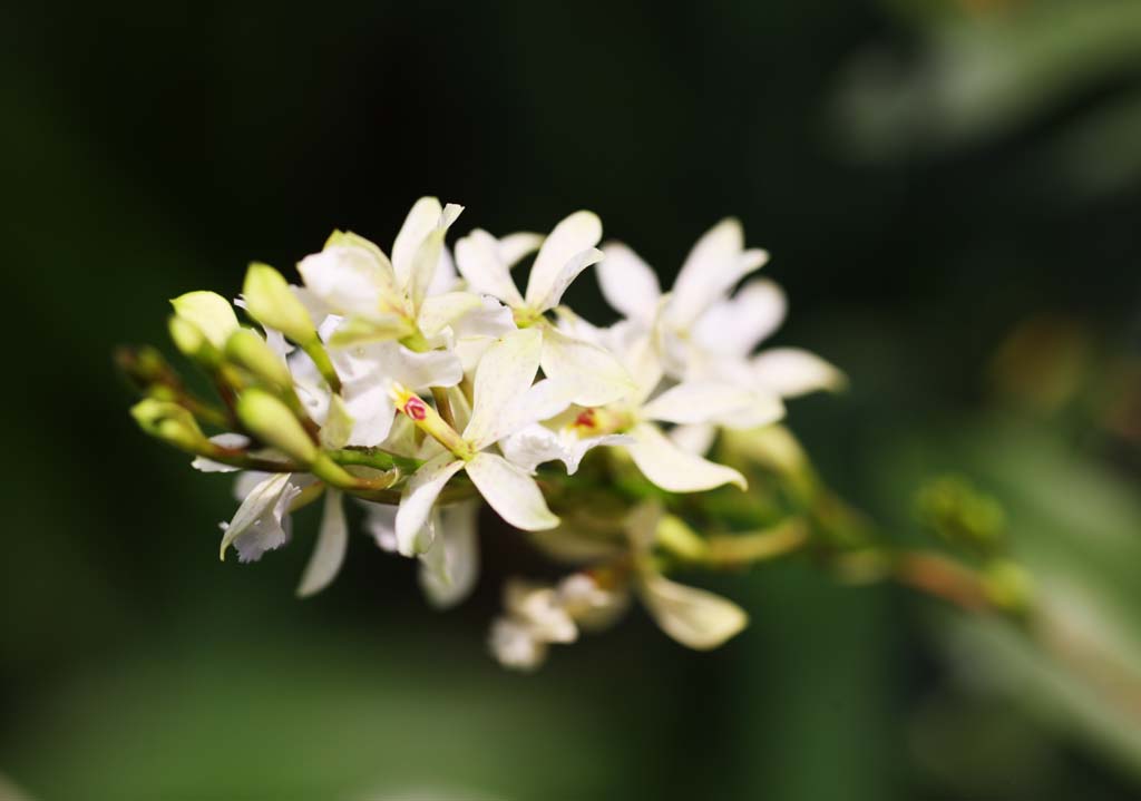 foto,tela,gratis,paisaje,fotografa,idea,Una orqudea blanca, Una orqudea, , , Soy lujoso