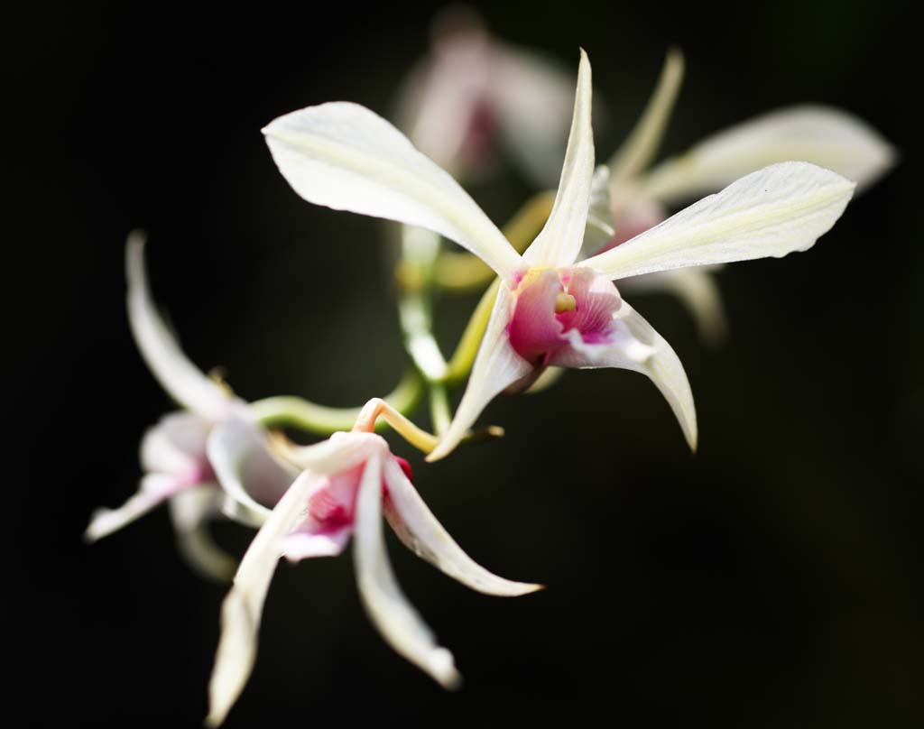 fotografia, material, livra, ajardine, imagine, proveja fotografia,Uma orqudea rosa, Uma orqudea, , , Eu sou luxuoso