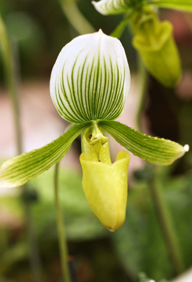 foto,tela,gratis,paisaje,fotografa,idea,Paphiopedilum, Una orqudea, , , Soy lujoso