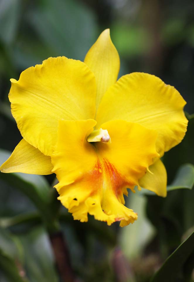 fotografia, materiale, libero il panorama, dipinga, fotografia di scorta,Un cattleya giallo, Un'orchidea, , , Io sono lussuoso