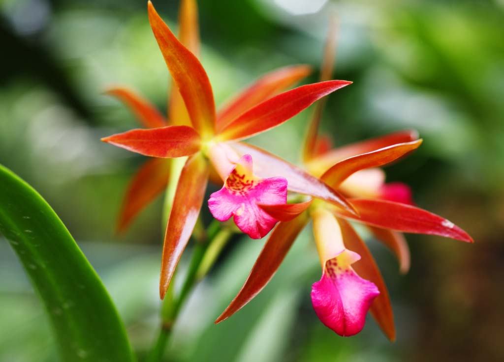 fotografia, materiale, libero il panorama, dipinga, fotografia di scorta,Un'orchidea colore rosa, Un'orchidea, , , Io sono lussuoso