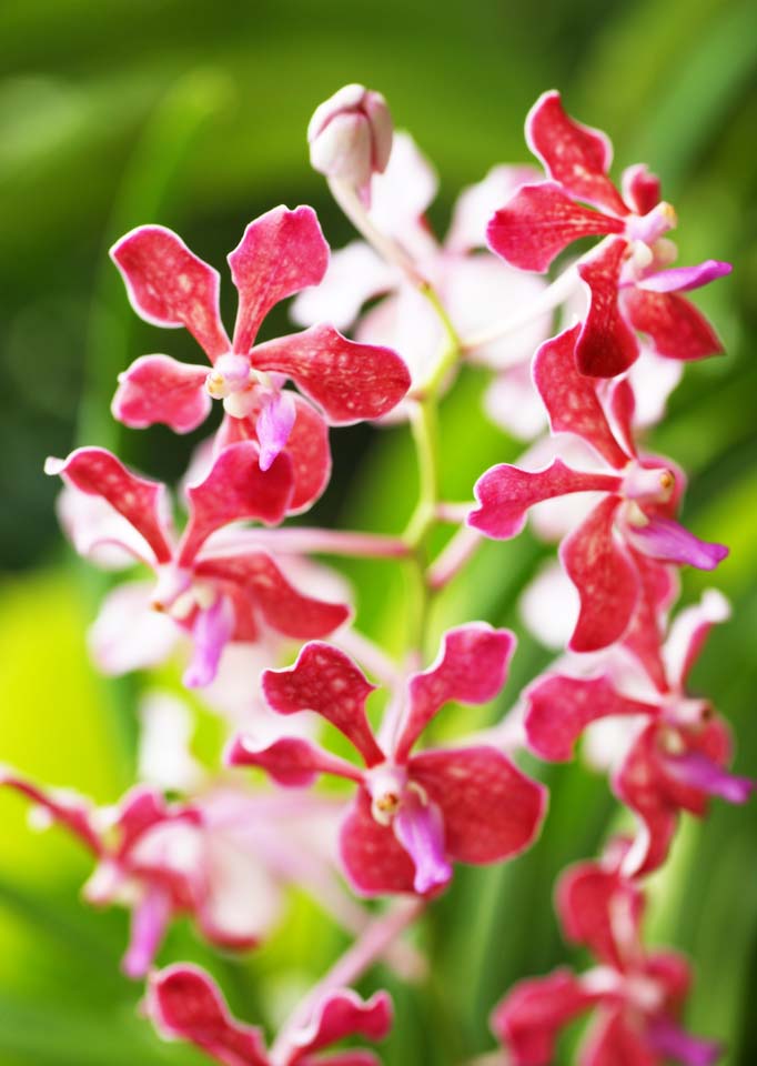 fotografia, materiale, libero il panorama, dipinga, fotografia di scorta,Un'orchidea colore rosa, Un'orchidea, , , Io sono lussuoso