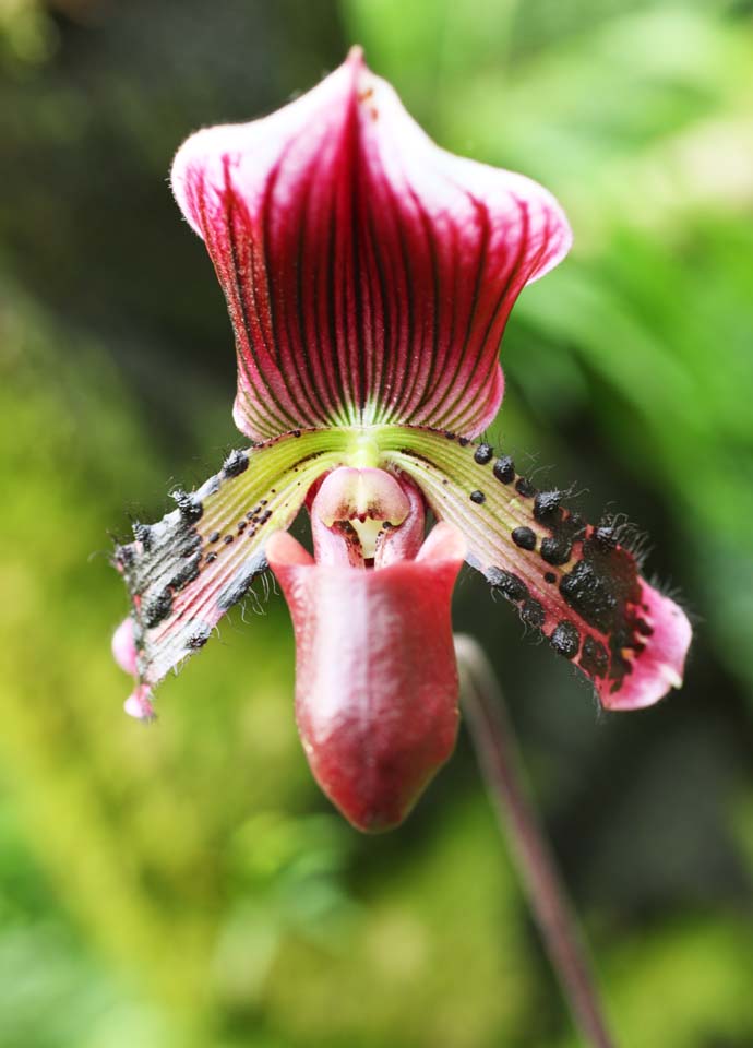 fotografia, materiale, libero il panorama, dipinga, fotografia di scorta,Paphiopedilum, Un'orchidea, , , Io sono lussuoso