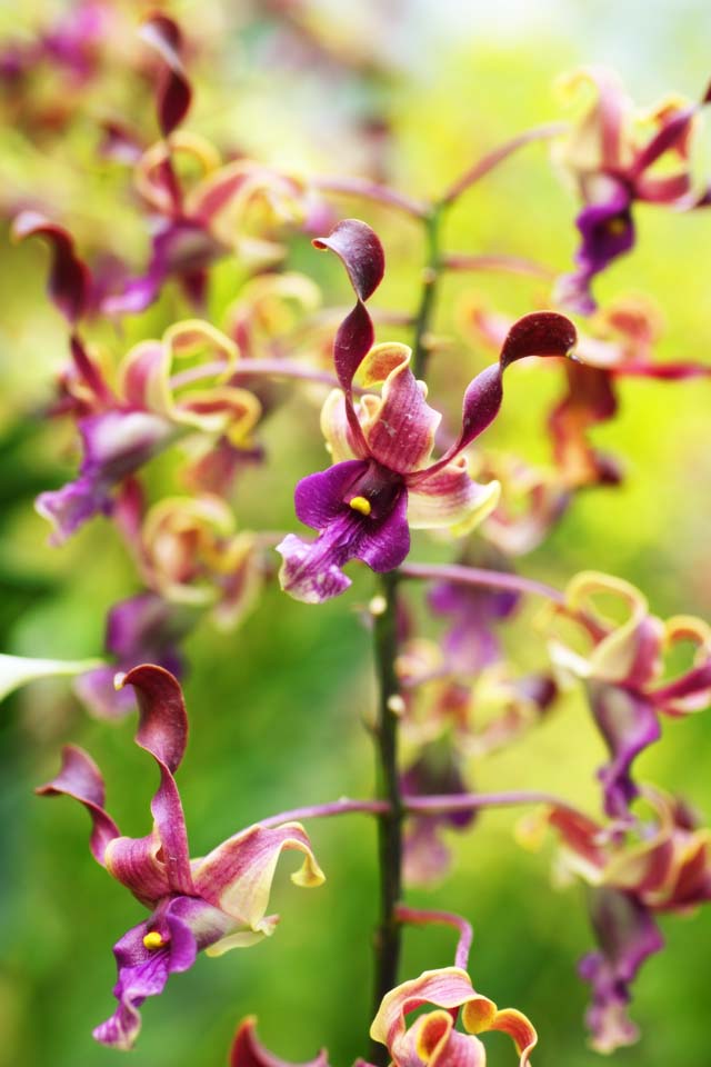 Foto, materiell, befreit, Landschaft, Bild, hat Foto auf Lager,Eine purpurrote Orchidee, Eine Orchidee, , , Ich bin luxuris