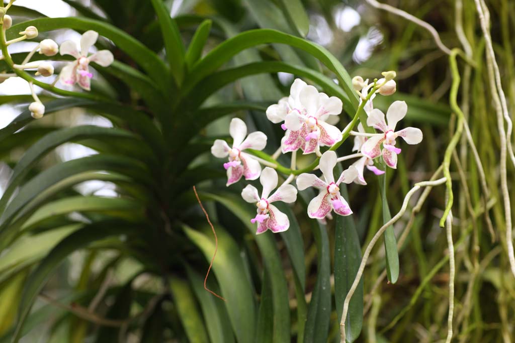 fotografia, materiale, libero il panorama, dipinga, fotografia di scorta,Un'orchidea colore rosa, Un'orchidea, , , Io sono lussuoso