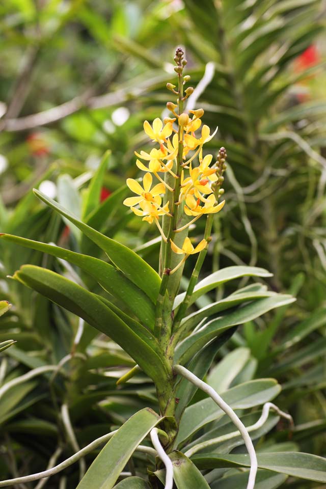 fotografia, materiale, libero il panorama, dipinga, fotografia di scorta,Un'orchidea gialla, Un'orchidea, , , Io sono lussuoso