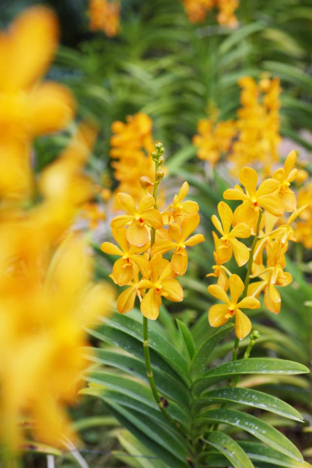 photo,material,free,landscape,picture,stock photo,Creative Commons,A yellow orchid, An orchid, , , I am luxurious