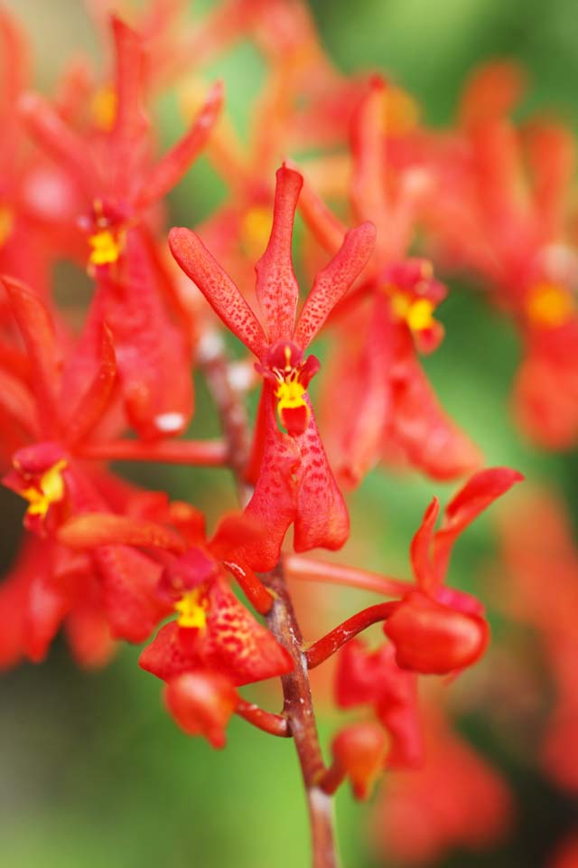 fotografia, materiale, libero il panorama, dipinga, fotografia di scorta,Un'orchidea rossa, Un'orchidea, , , Io sono lussuoso