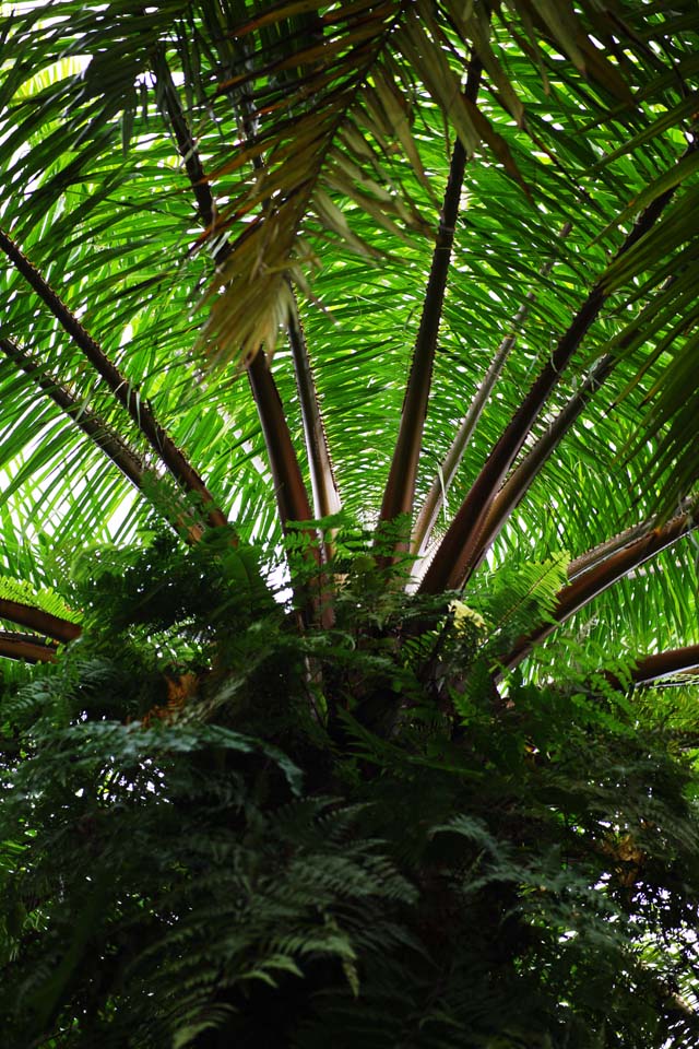 foto,tela,gratis,paisaje,fotografa,idea,Cycad y un helecho, Helecho, La zona tropical, Planta tropical, Bosque tropical