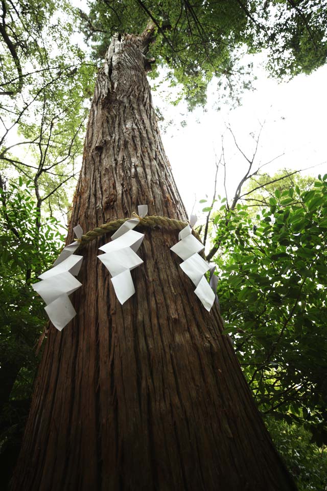 photo,material,free,landscape,picture,stock photo,Creative Commons,Ishigami major shrine sacred tree, The Japanese Chronicle of Japan, description of folk history, paper appendix, The bark