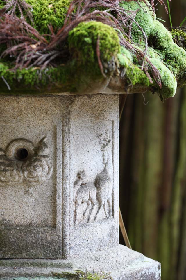 Foto, materiell, befreit, Landschaft, Bild, hat Foto auf Lager,Ishigami bedeutende Schreinsteinlaterne, Die japanische Chronik von Japan, Beschreibung der Volksgeschichte, Erleichterung, Hirsch