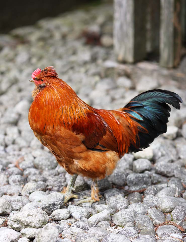 foto,tela,gratis,paisaje,fotografa,idea,Ishigami muy importante gallo del santuario, La crnica japonesa de Japn, El pavimento, Cima, Pluma