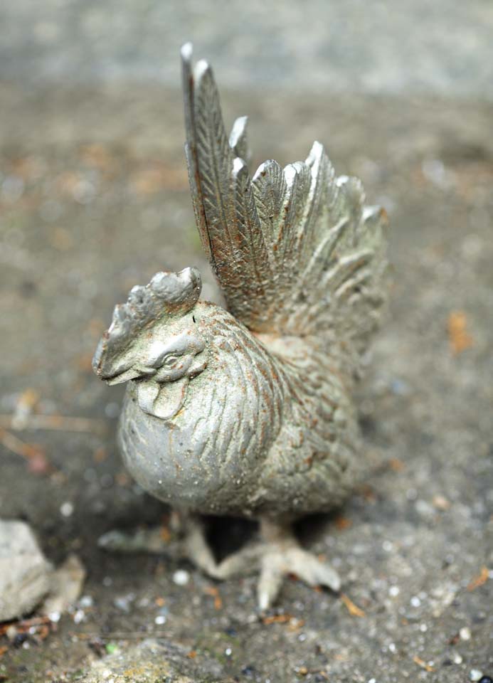 Foto, materiell, befreit, Landschaft, Bild, hat Foto auf Lager,Ishigami bedeutendes Schreinhahnenbild, Die japanische Chronik von Japan, Beschreibung der Volksgeschichte, Vogel, Hahn