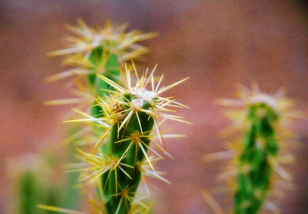 foto,tela,gratis,paisaje,fotografa,idea,Cactus, Cactus, , , 