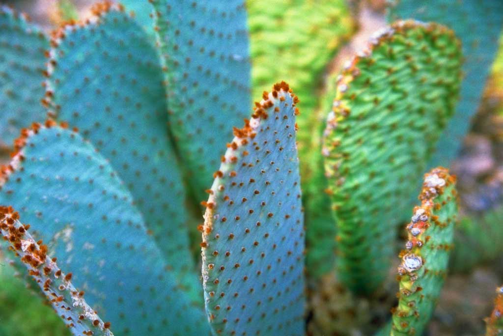 Foto, materieel, vrij, landschap, schilderstuk, bevoorraden foto,Gestekeld peer, Cactus, , , 