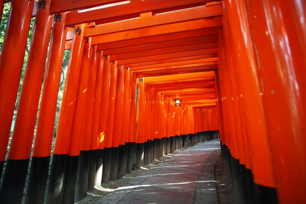 photo, la matire, libre, amnage, dcrivez, photo de la rserve,1,000 Fushimi-Inari Taisha toriis de Temple, La visite de nouvelle anne  un temple shintoste, torii, Inari, renard