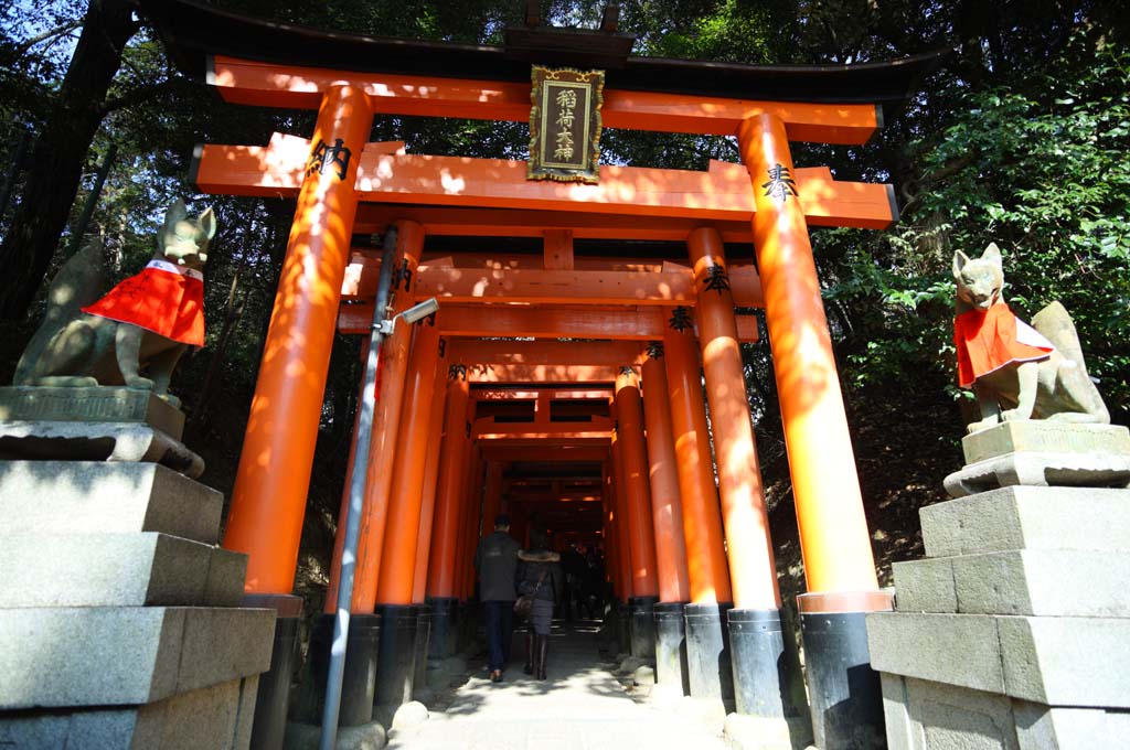 Foto, materieel, vrij, landschap, schilderstuk, bevoorraden foto,Fushimi-inari Taisha Shrine torii, Nieuw bezoek van Jaar naar een Shinto heiligdom, Torii, Inari, Vos