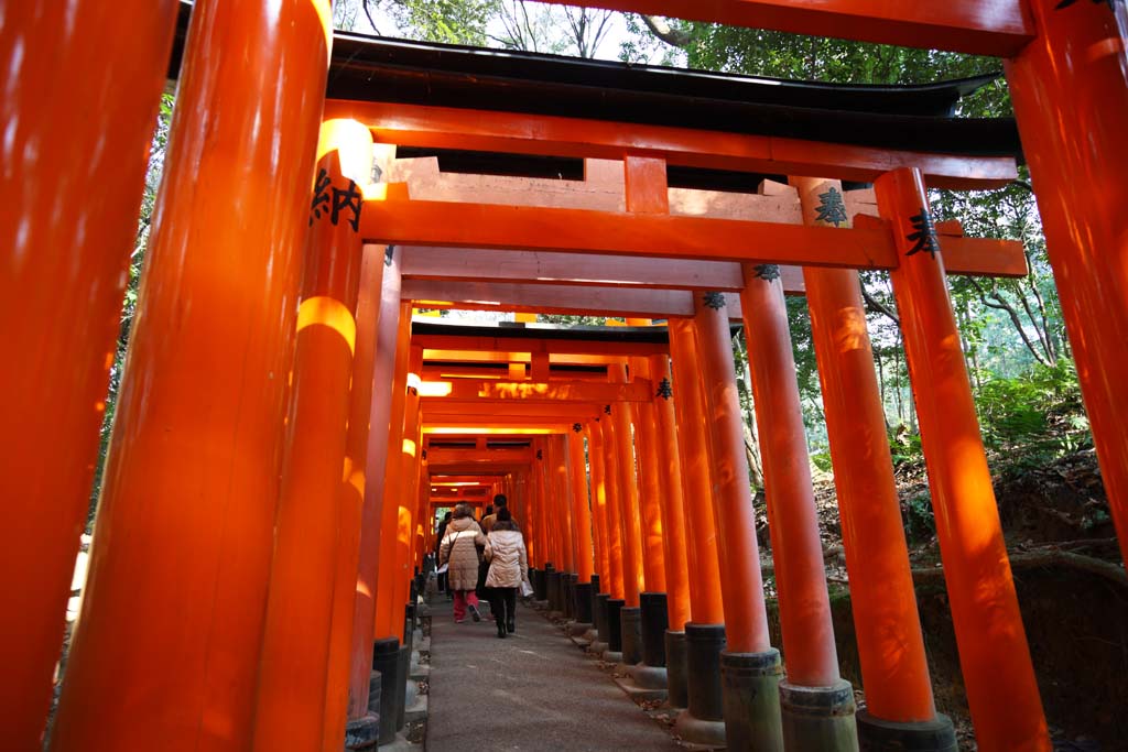 Foto, materiell, befreit, Landschaft, Bild, hat Foto auf Lager,Fushimi-Inari Taisha Shrine torii, Neujahr besucht zu einem schintoistischen Schrein, torii, Inari, Fuchs