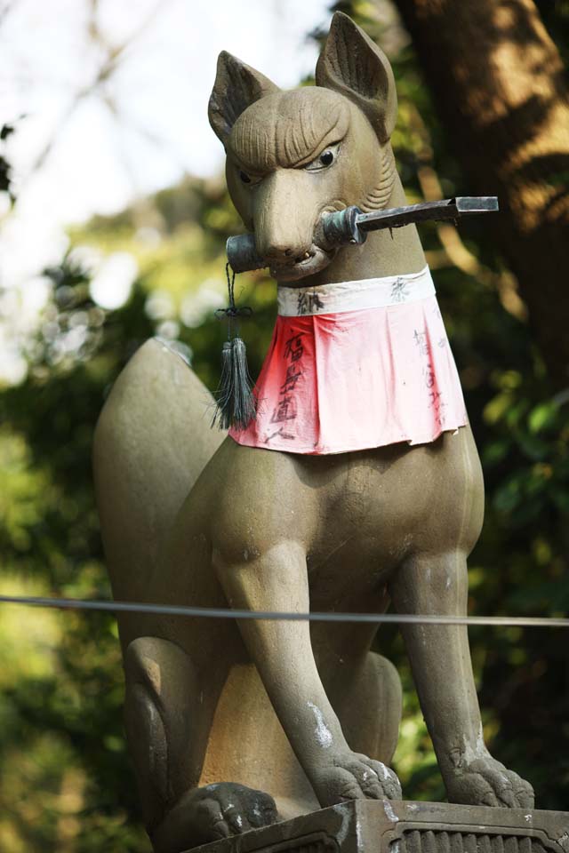 , , , , ,  .,Fushimi- Taisha Shrine  ,  , torii, , 