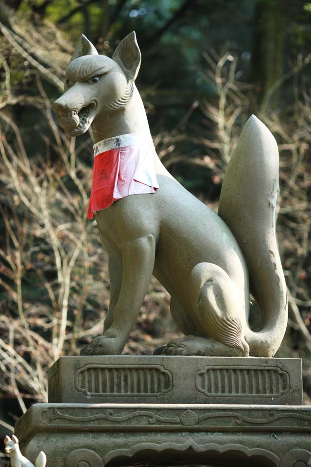 fotografia, materiale, libero il panorama, dipinga, fotografia di scorta,Fushimi-Inari Taisha immagine di volpe di Sacrario, Drappeggio rotolato, torii, Inari, volpe