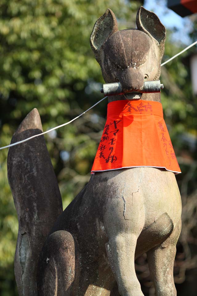 foto,tela,gratis,paisaje,fotografa,idea,Fushimi - Inari Taisha idea de zorro del santuario, Hizo rodar cortinaje, Torii, Inari, Zorro