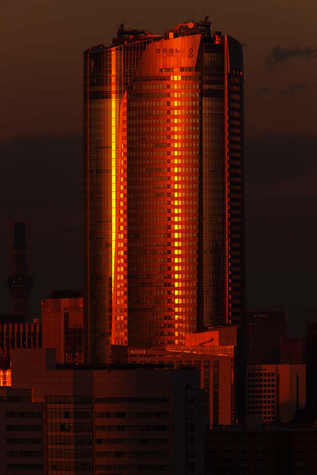 fotografia, materiale, libero il panorama, dipinga, fotografia di scorta,Tokio del crepuscolo, Roppongi riduce ad una montagnola, costruendo, Albero di cielo, 