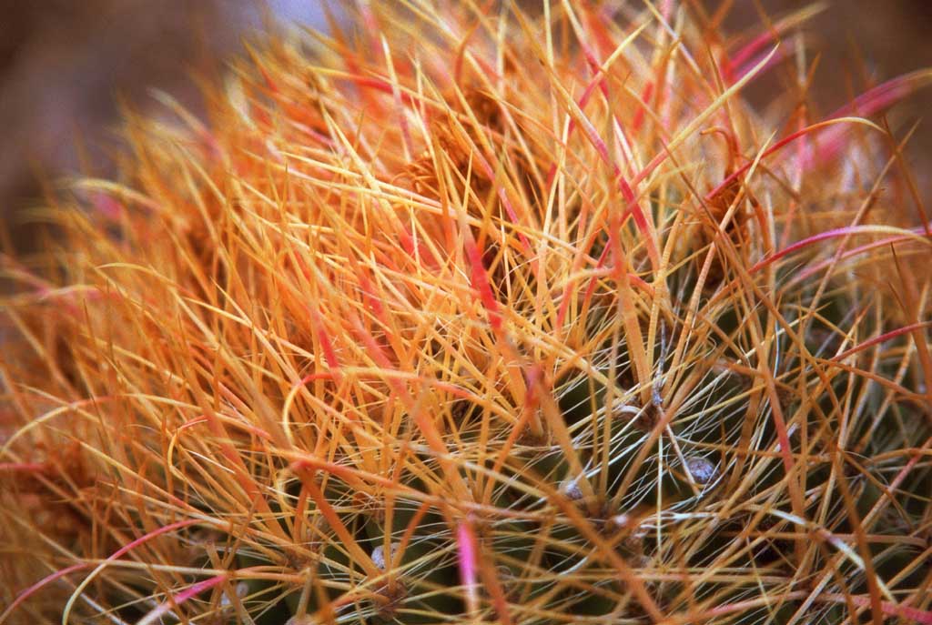 fotografia, materiale, libero il panorama, dipinga, fotografia di scorta,Spine, cactus, , , 