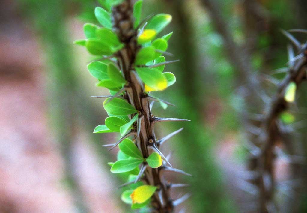 photo,material,free,landscape,picture,stock photo,Creative Commons,Prickles and breath of life, thorn, , , 