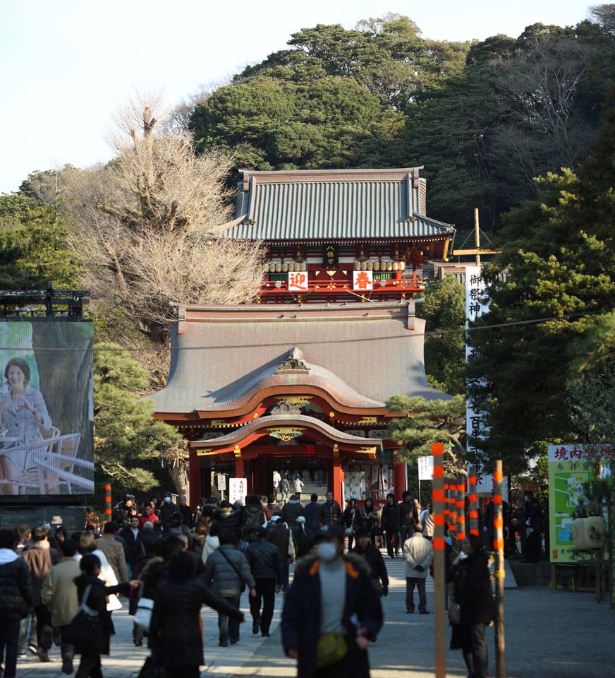 photo, la matire, libre, amnage, dcrivez, photo de la rserve,Hachiman-gu temple Hongu, , Un temple suprieur, temple principal, 