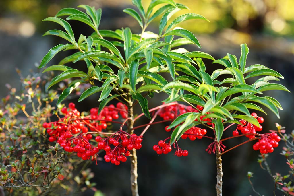 foto,tela,gratis,paisaje,fotografa,idea,Un spearflower, , Fruta roja, En invierno, Mascota