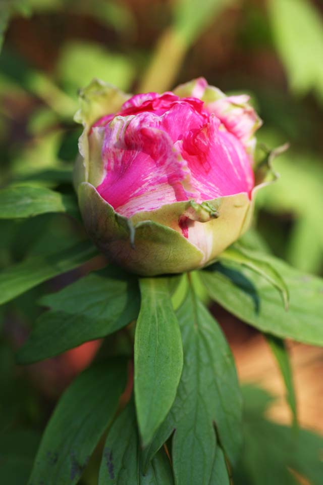 photo, la matire, libre, amnage, dcrivez, photo de la rserve,Une pivoine, pivoine, bouton, pivoine hivernale, Mdecine chinoise