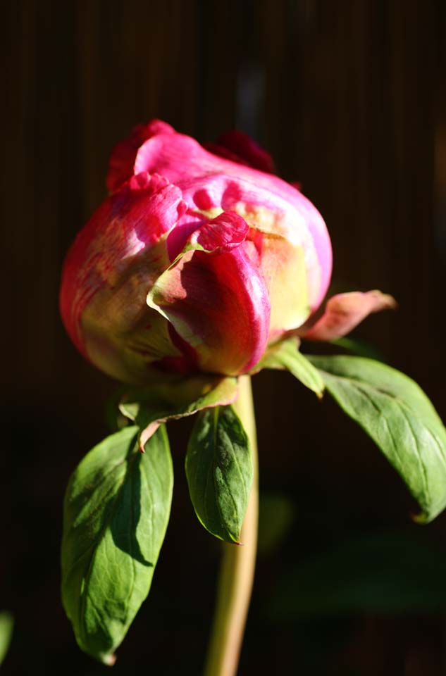 photo, la matire, libre, amnage, dcrivez, photo de la rserve,Une pivoine, pivoine, bouton, pivoine hivernale, Mdecine chinoise