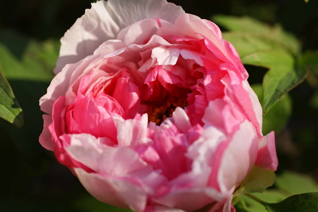 photo,material,free,landscape,picture,stock photo,Creative Commons,A peony, peony, button, winter peony, Chinese medicine